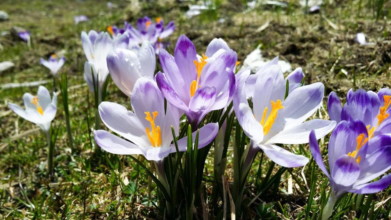 Krokus Park Residence コシチェリスコ エクステリア 写真